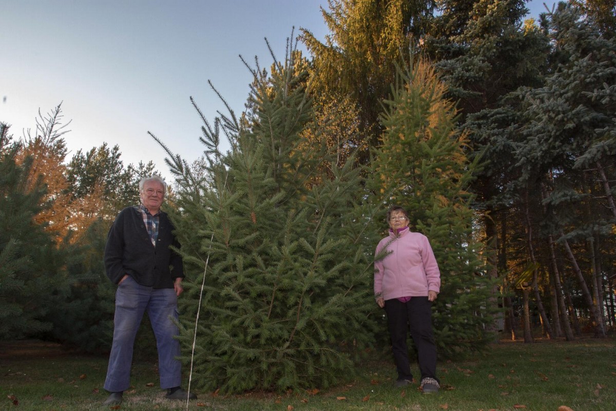 Weihnachtsbaum für den Bingenblick 1