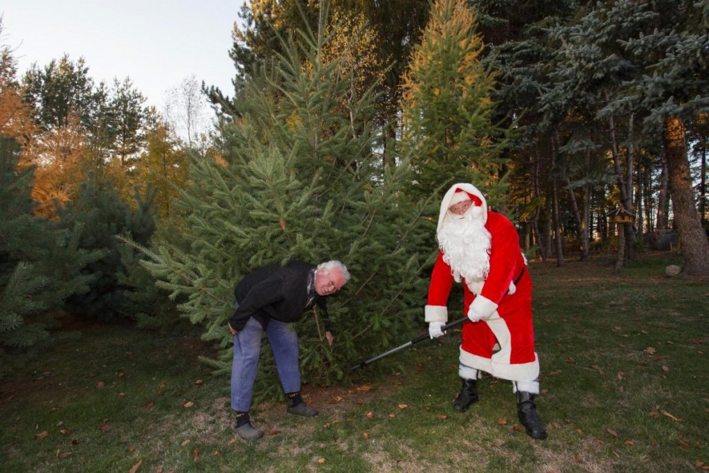 Weihnachtsbaum für den Bingenblick 4