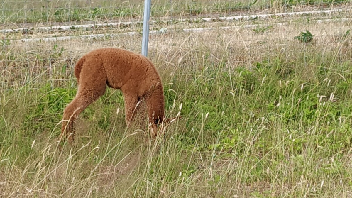 Moni probiert mal was "Grünes"