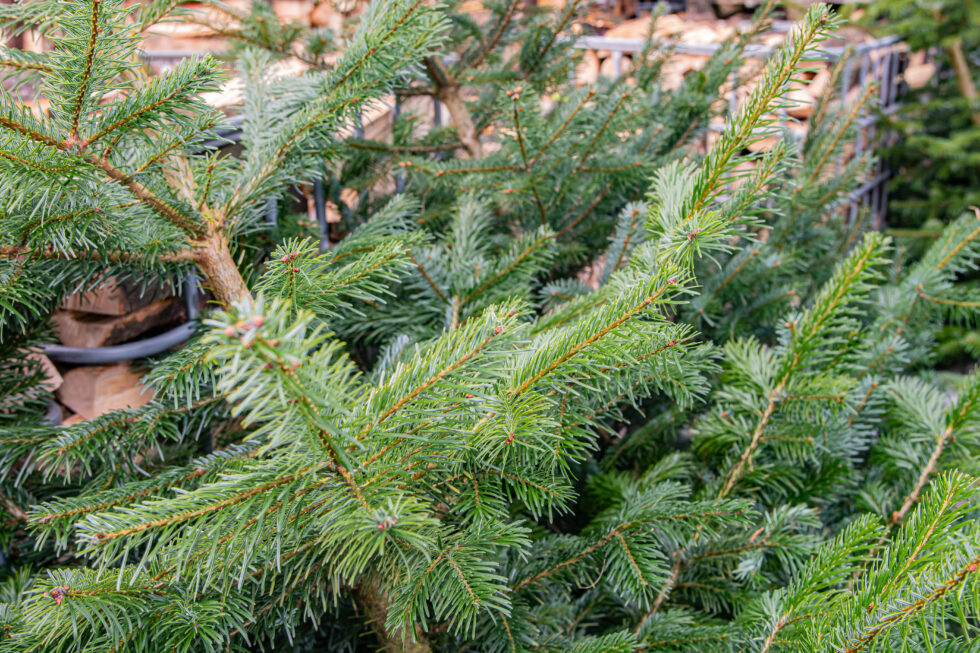 Weihnachtsbaumverbrennen 2